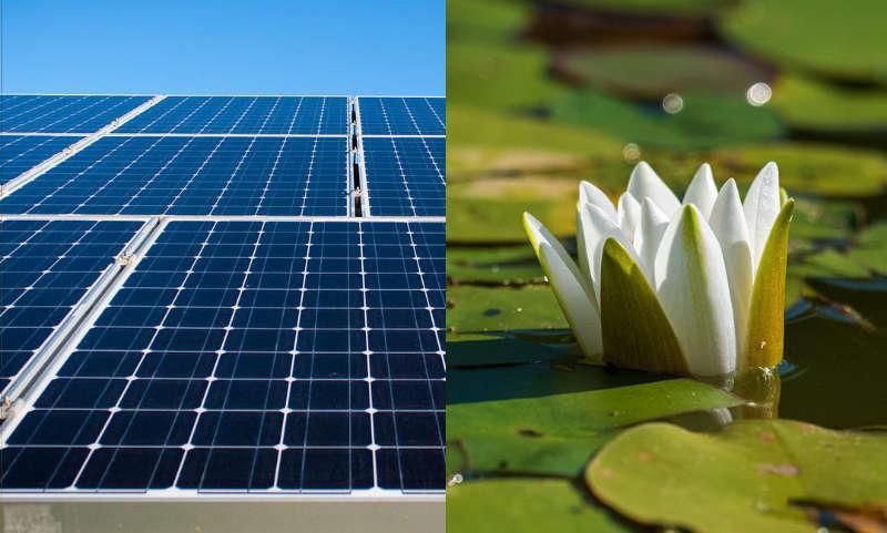 Solar Panel and Water Lily